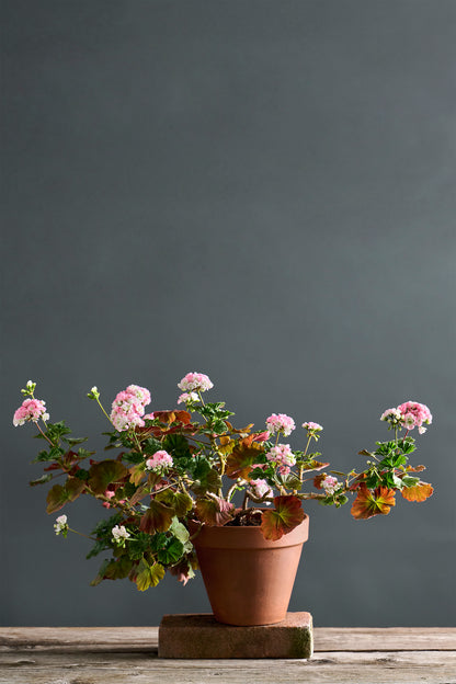 Pelargonium 'Sutarves Nada K': geranio con incantevoli fiori bianco rosati, presentato con cura in un vaso di terracotta su un luminoso tavolo di legno.