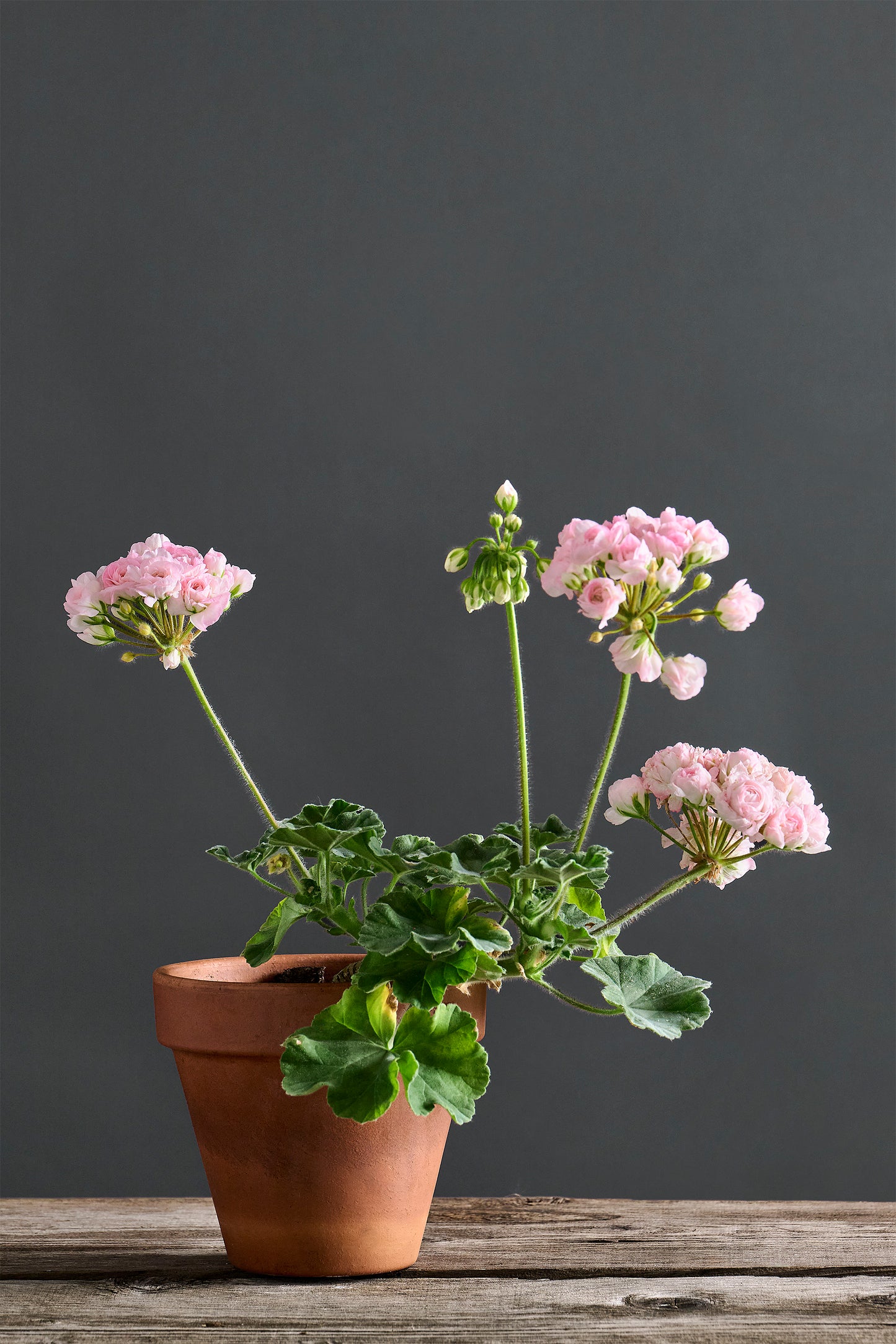 Pelargonium 'TA Emmanuel': geranio con incantevoli fiori bianco rosati, presentato con cura in un vaso di terracotta su un luminoso tavolo di legno.