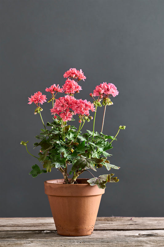 Pelargonium 'Tto Song Bit': geranio con incantevoli fiori color rosa brillante, presentato con cura in un vaso di terracotta su un luminoso tavolo di legno.