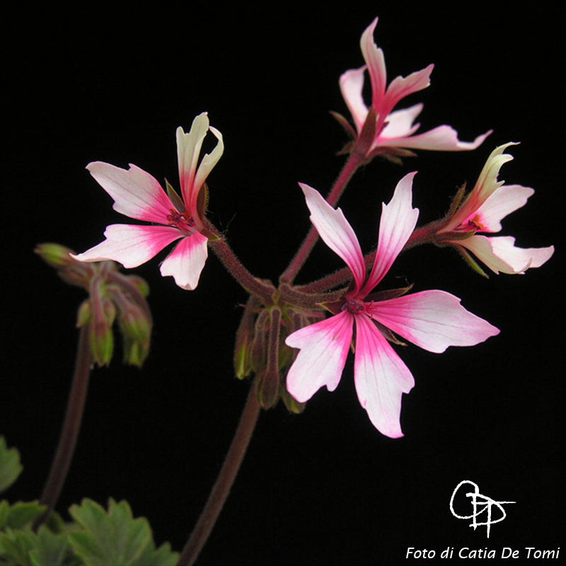 Macro foglie e incantevoli fiori color rosa-bianchi di Pelargonium 'Tellina'.