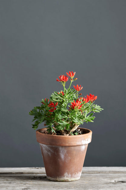 Pelargonium 'Thessaloniki': geranio con incantevoli fiori color rosso scarlatto, presentato con cura in un vaso di terracotta su un luminoso tavolo di legno.