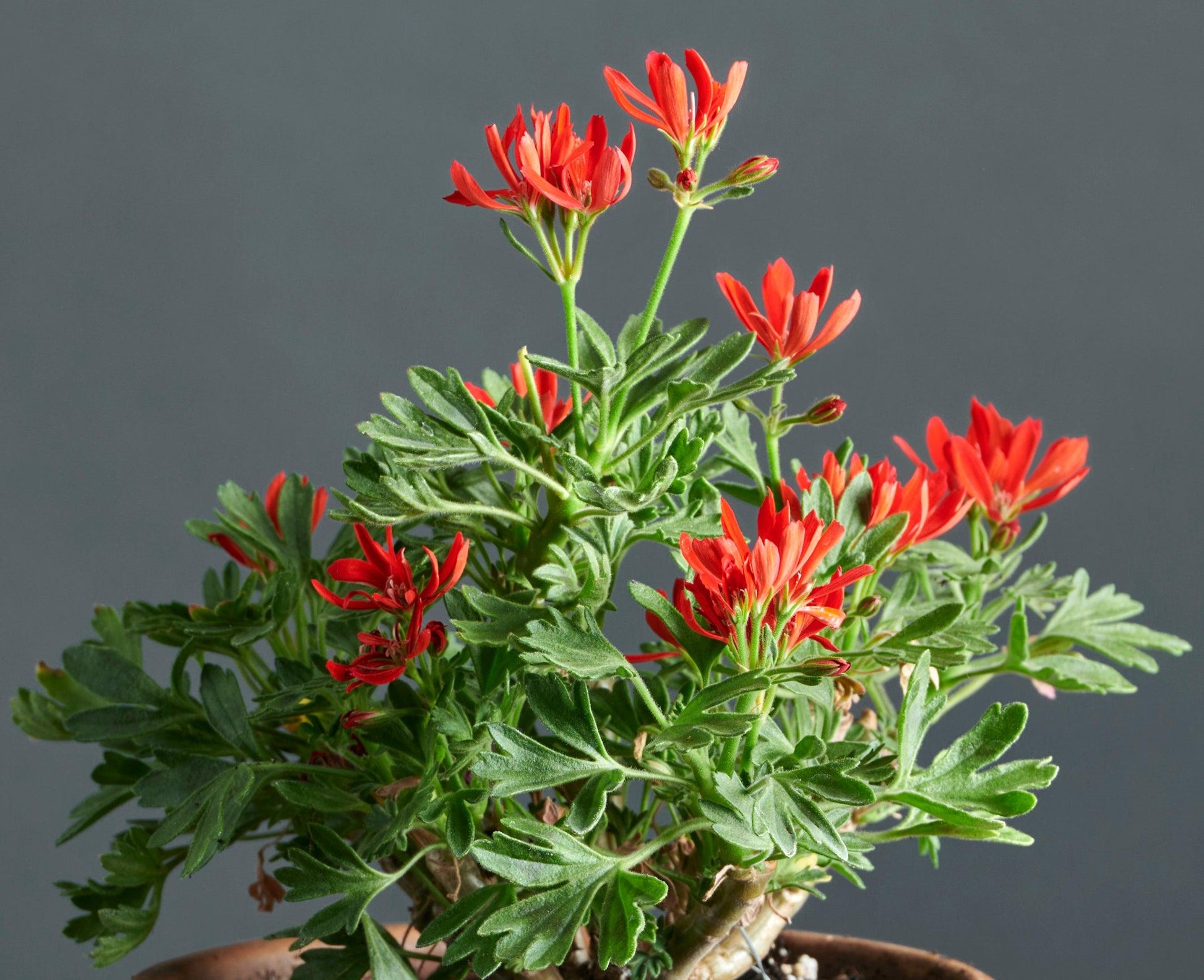 Macro foglie e incantevoli fiori color rosso scarlatto di Pelargonium 'Thessaloniki'.