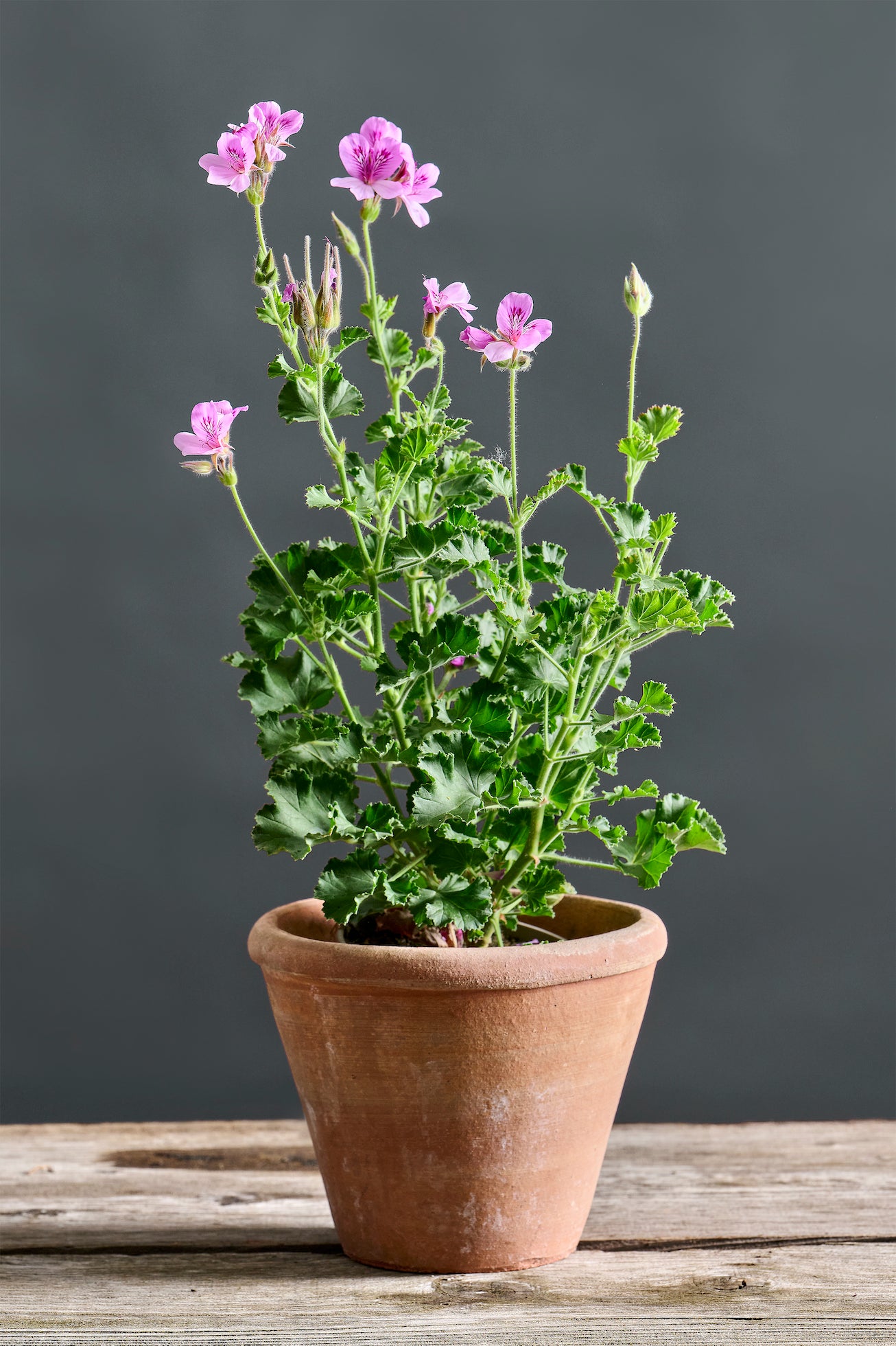 Pelargonium 'Torento': geranio con incantevoli fiori rosa intenso, presentato con cura in un vaso di terracotta su un luminoso tavolo di legno.