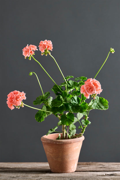 Pelargonium 'Tresor': geranio con incantevoli fiori bianco-pesca, presentato con cura in un vaso di terracotta su un luminoso tavolo di legno.