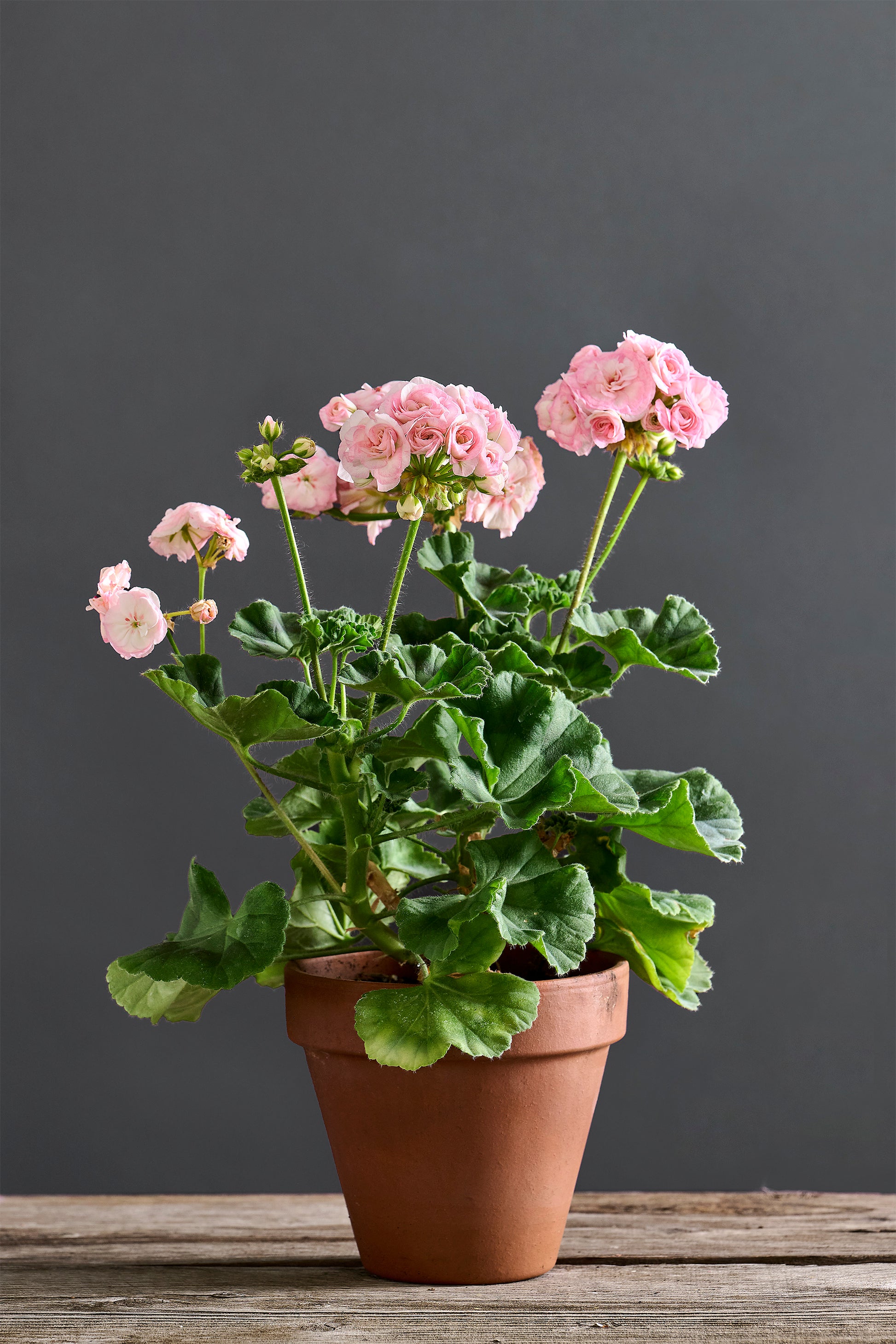 Pelargonium 'UG Princess Grace': geranio con incantevoli fiori color rosa chiaro con sfumature bianche, presentato con cura in un vaso di terracotta su un luminoso tavolo di legno.