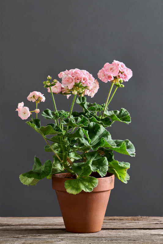 Pelargonium 'UG Princess Grace': geranio con incantevoli fiori color rosa chiaro con sfumature bianche, presentato con cura in un vaso di terracotta su un luminoso tavolo di legno.