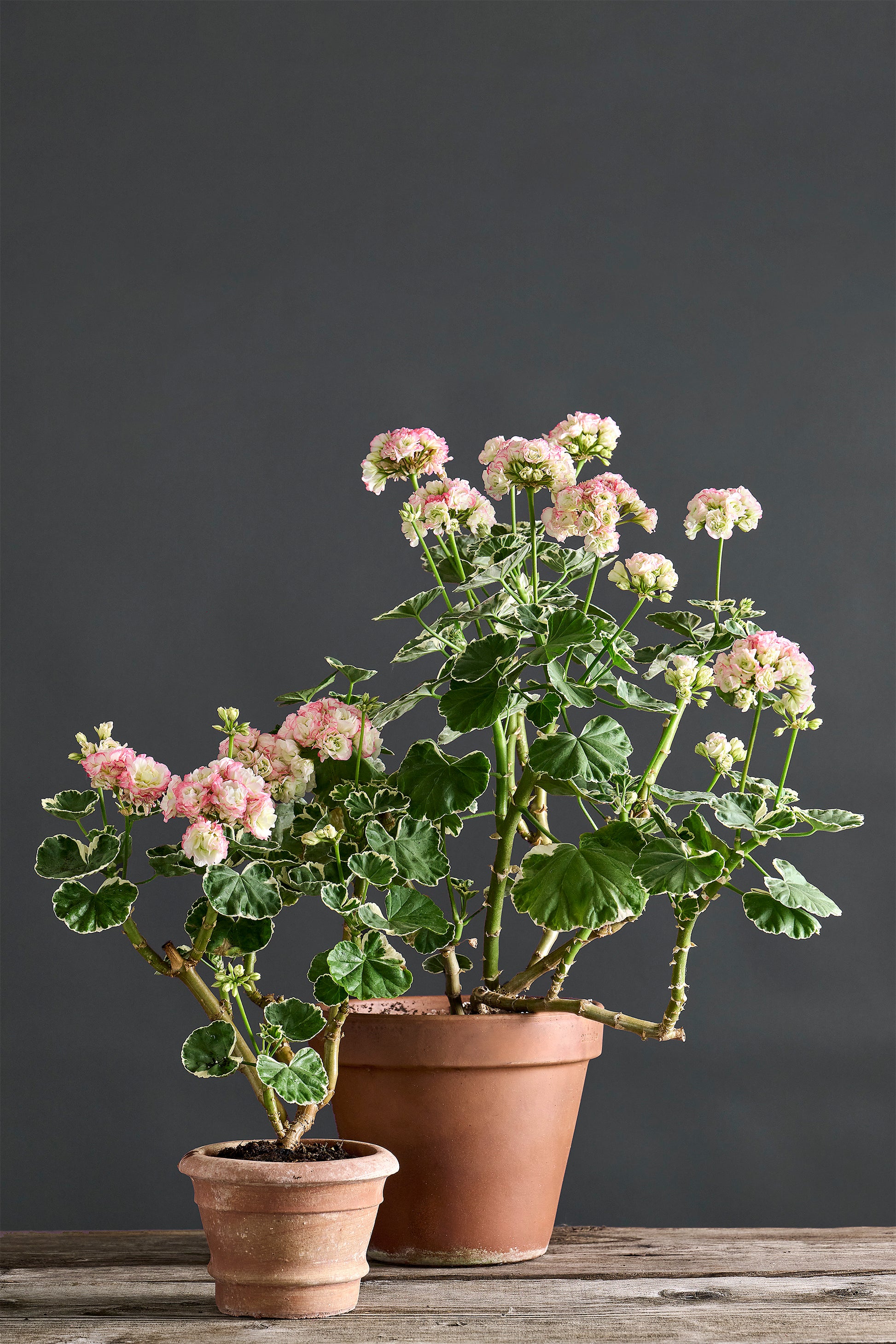 Pelargonium 'Uaito Ringu': geranio con incantevoli fiori bianchi con margini rosati, presentato con cura in un vaso di terracotta su un luminoso tavolo di legno.