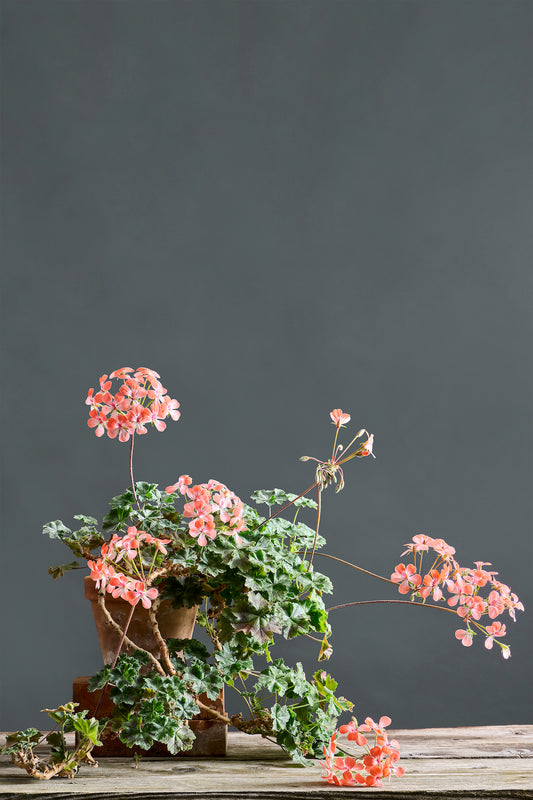 Pelargonium 'Unicorn Hot Pepper': geranio con incantevoli fiori color arancio brillante, presentato con cura in un vaso di terracotta su un luminoso tavolo di legno.