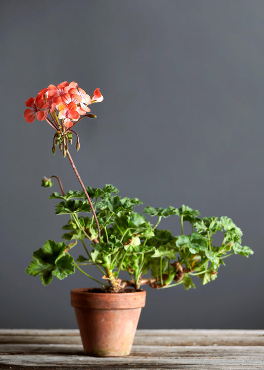 Pelargonium 'Unicorn Hot Pepper': geranio con incantevoli fiori color arancio brillante, presentato con cura in un vaso di terracotta su un luminoso tavolo di legno.