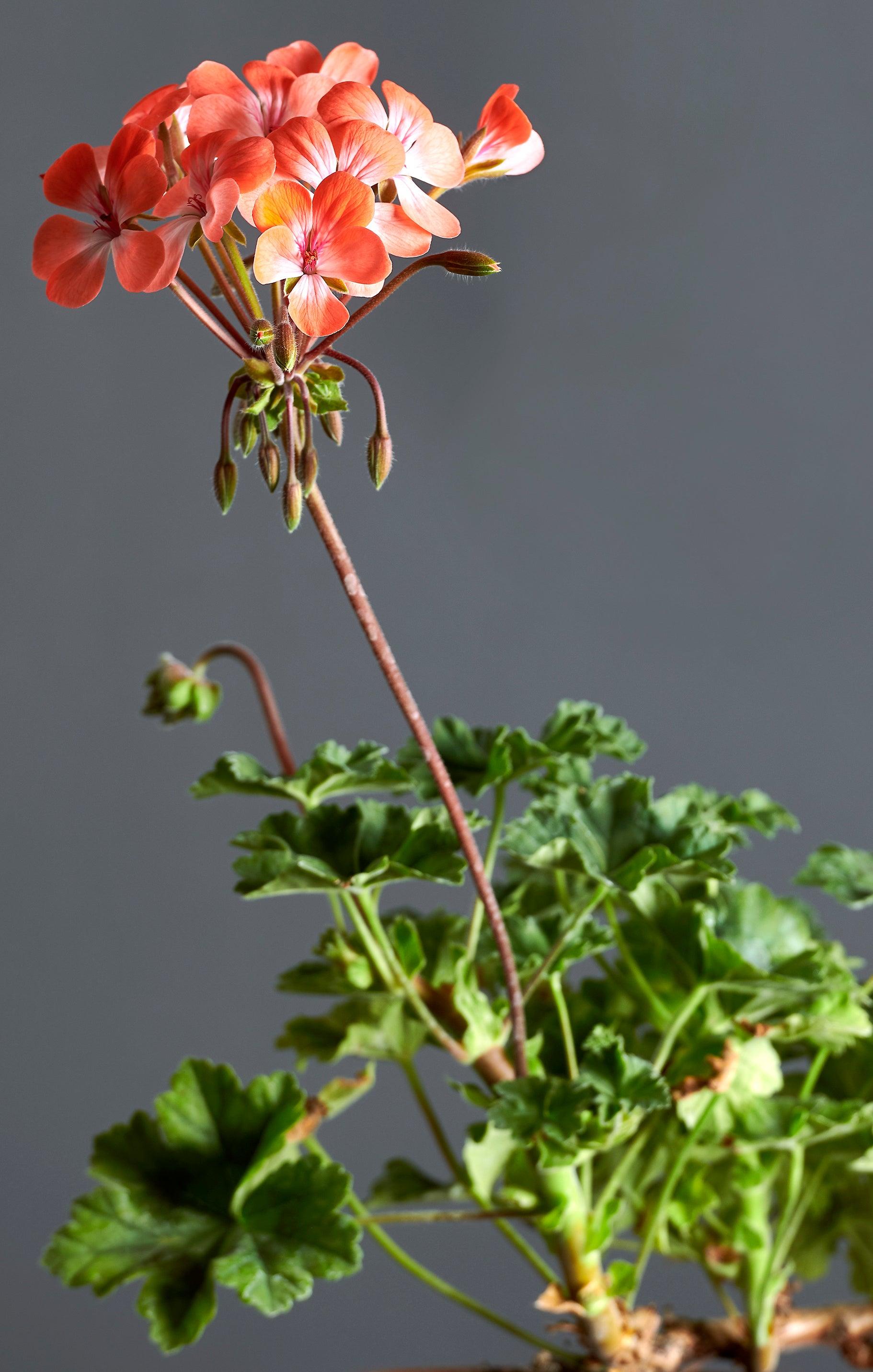 Macro foglie e incantevoli fiori color arancio brillante di Pelargonium 'Unicorn Hot Pepper'.