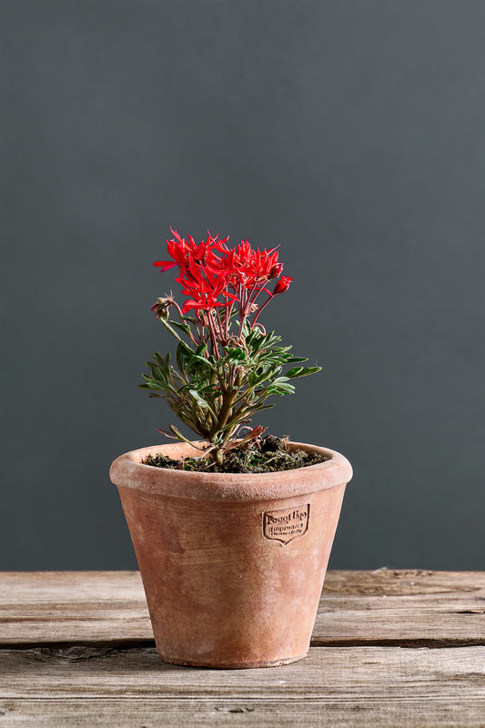 Pelargonium 'Urchin': geranio con incantevoli fiori color rosso vermiglio, presentato con cura in un vaso di terracotta su un luminoso tavolo di legno.