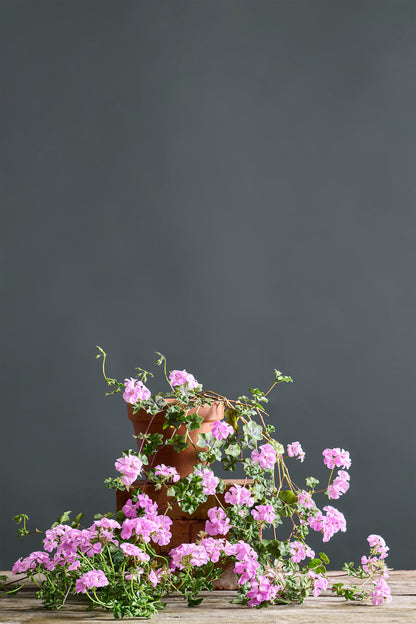 Pelargonium 'Vectis Cascade': geranio con incantevoli fiori color lavanda, presentato con cura in un vaso di terracotta su un luminoso tavolo di legno.