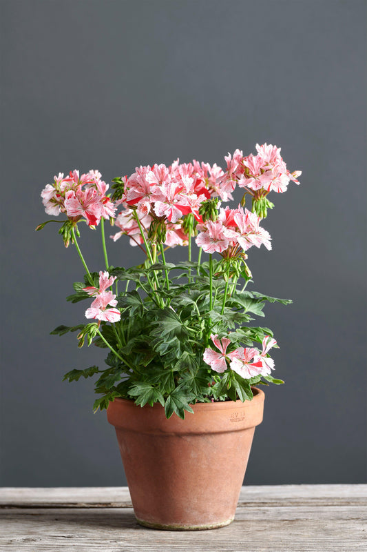 Pelargonium 'Vectis Volcano': geranio con incantevoli fiori color rosa-rosso, presentato con cura in un vaso di terracotta su un luminoso tavolo di legno. 