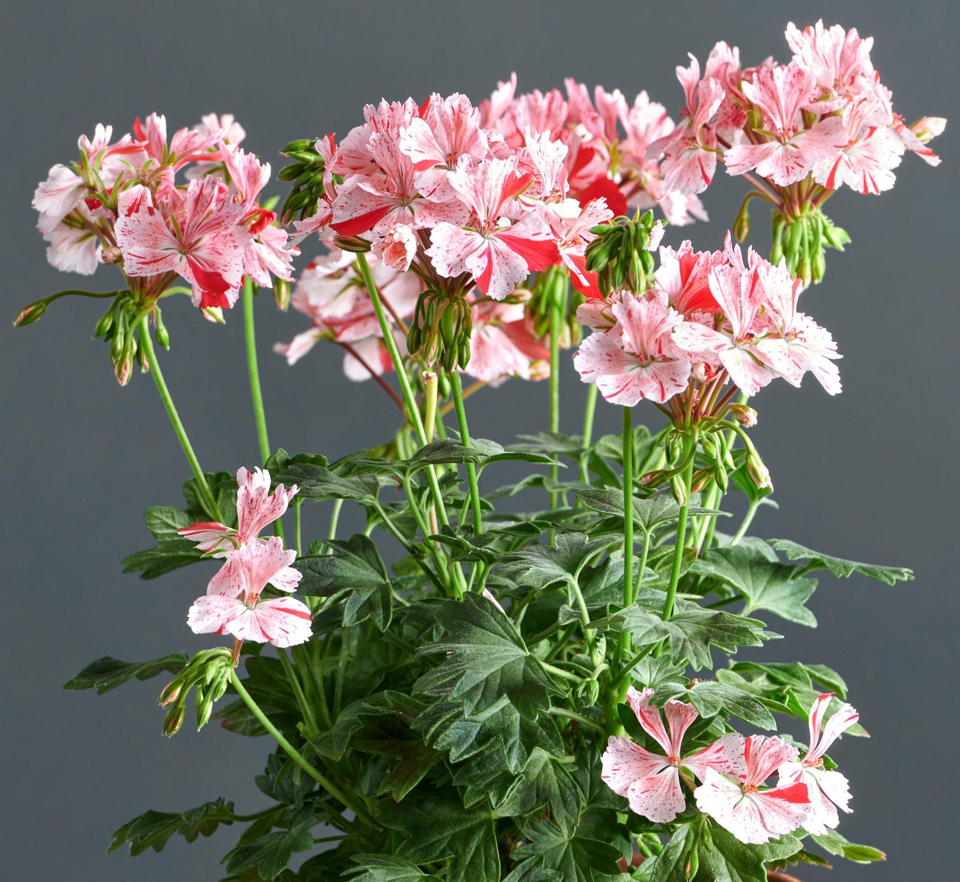 Macro foglie e incantevoli fiori color rosa-rosso di Pelargonium 'Vectis Volcano'.