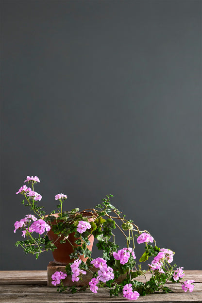 Pelargonium 'Vectis Cascade': geranio con incantevoli fiori color lavanda, presentato con cura in un vaso di terracotta su un luminoso tavolo di legno.