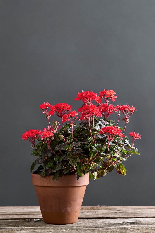 Pelargonium 'Vermillion': geranio con incantevoli fiori rossi, presentato con cura in un vaso di terracotta su un luminoso tavolo di legno.