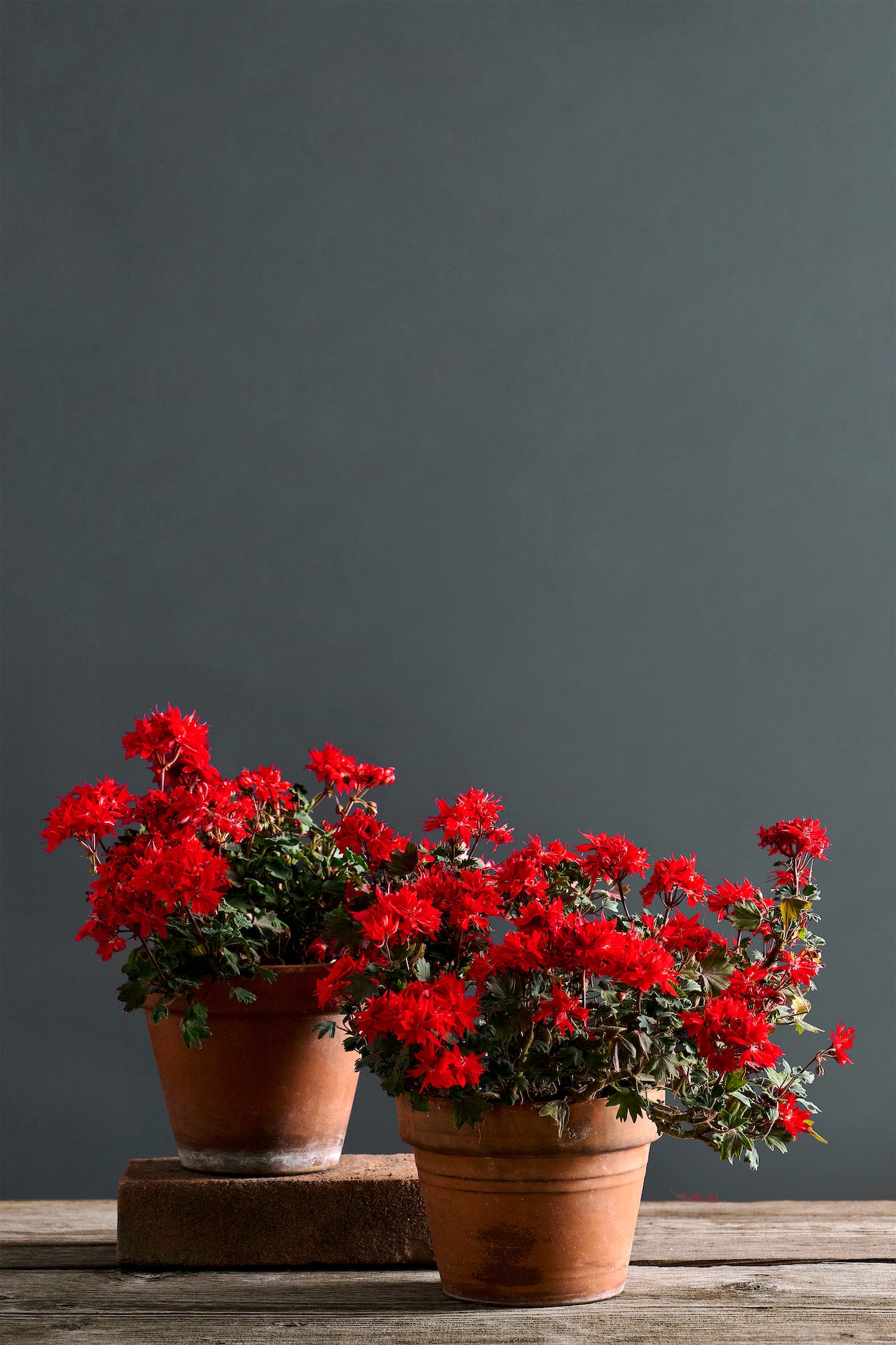 Pelargonium 'Vic Caws': geranio con incantevoli fiori color rosso vermiglio, presentato con cura in un vaso di terracotta su un luminoso tavolo di legno. 