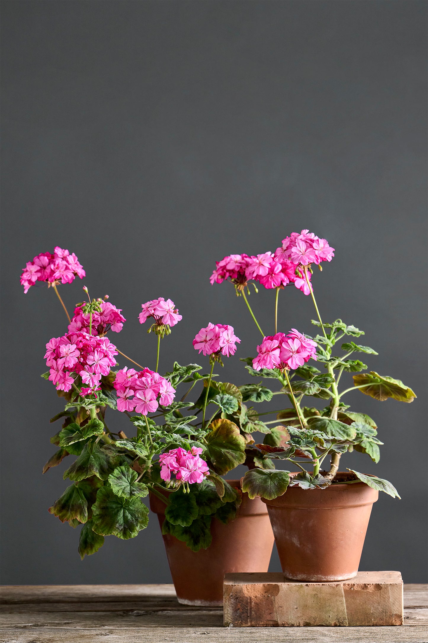 Pelargonium 'Warrain': geranio con incantevoli fiori fucsia, presentato con cura in un vaso di terracotta su un luminoso tavolo di legno. 