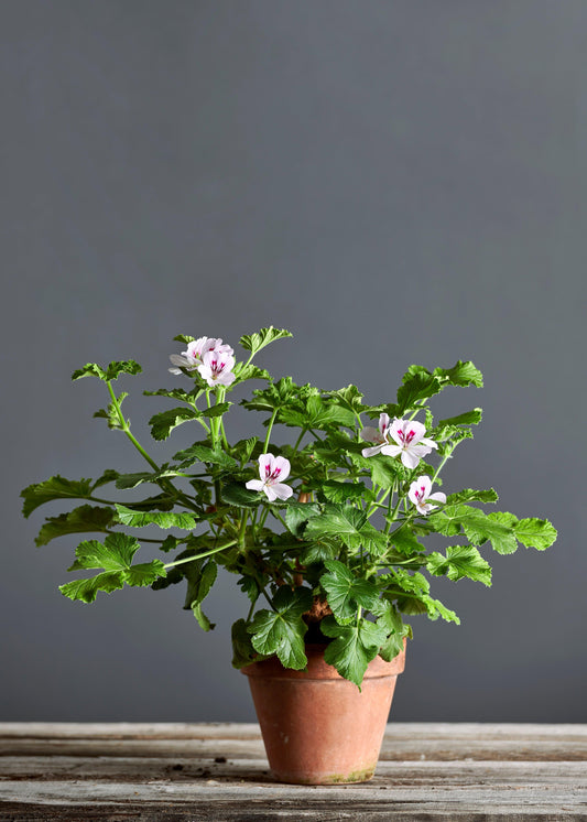 Pelargonium 'White Unique': geranio con incantevoli fiori bianchi, presentato con cura in un vaso di terracotta su un luminoso tavolo di legno.