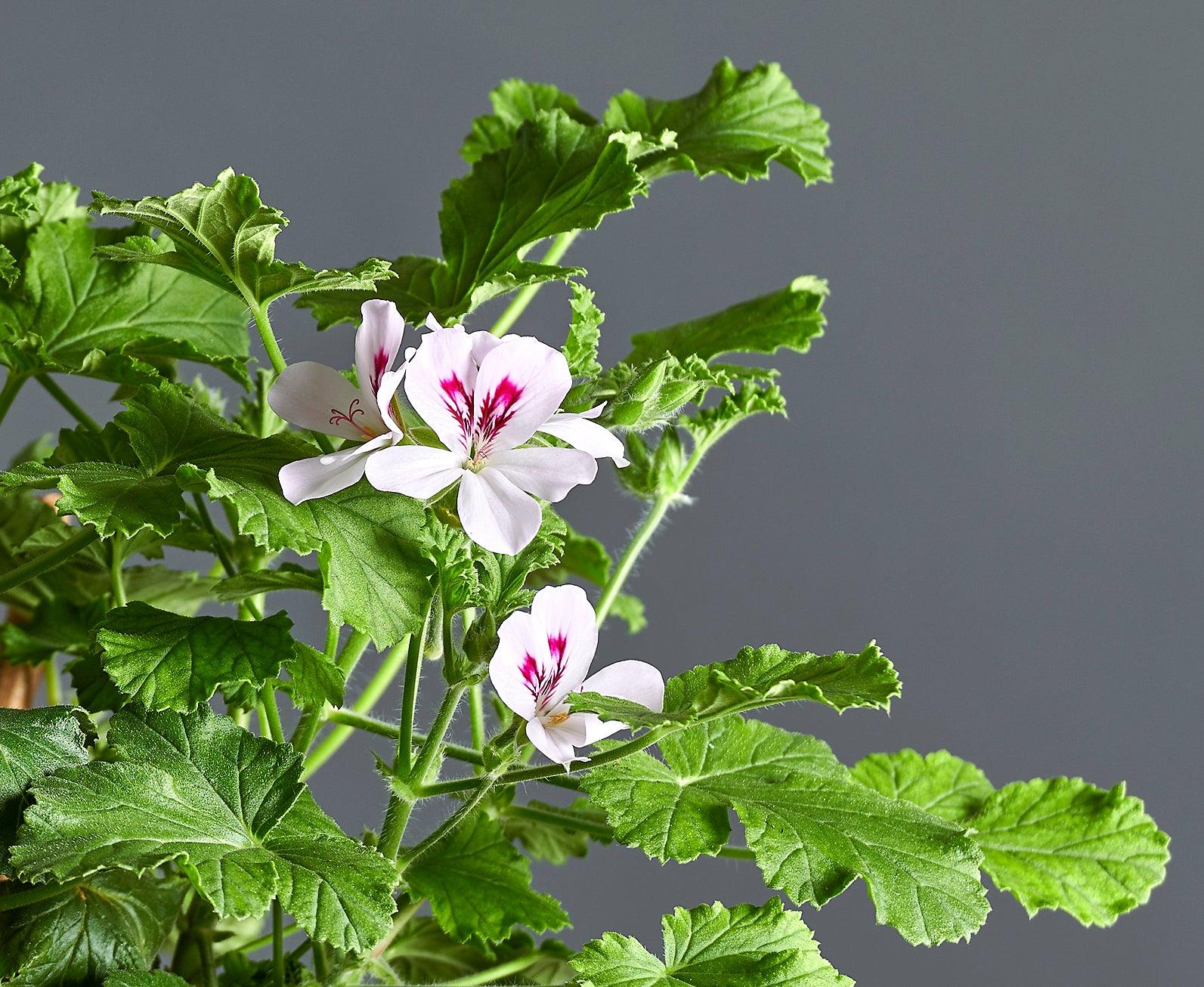 Pelargonium 'White Unique': geranio con incantevoli fiori bianchi, presentato con cura in un vaso di terracotta su un luminoso tavolo di legno.