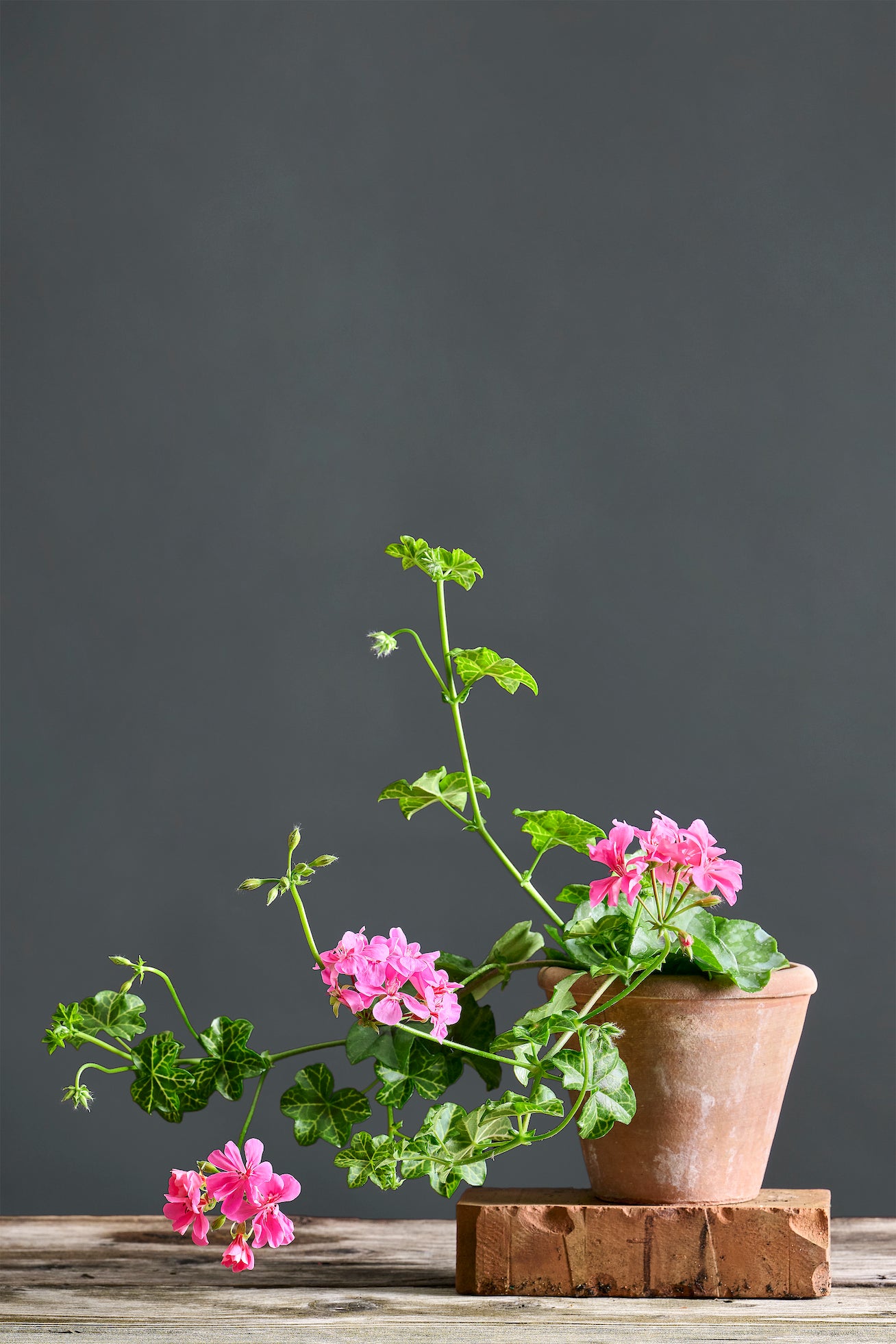 Pelargonium 'White Mesh': geranio con incantevoli fiori fucsia, presentato con cura in un vaso di terracotta su un luminoso tavolo di legno. 