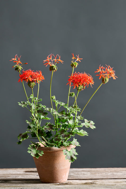 Pelargonium 'Wörtersee dunkel': geranio con incantevoli fiori color color arancio vivo, presentato con cura in un vaso di terracotta su un luminoso tavolo di legno.