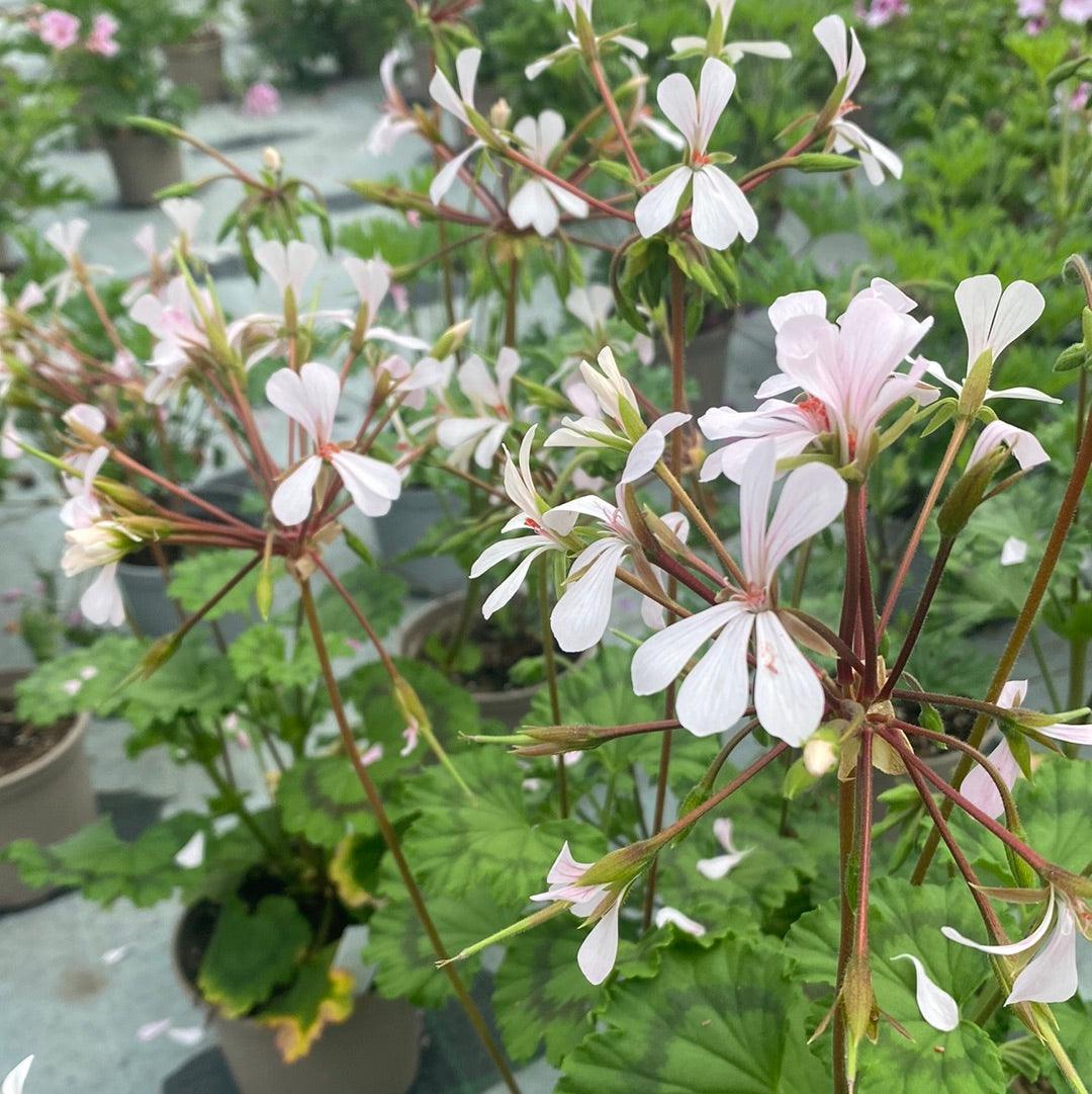 Macro splendidi fiori bianchi di Pelargonium Zonale bianco