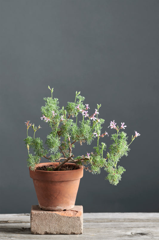 Pelargonium abrotanifolium: geranio con incantevoli fiori rosa, presentato con cura in un vaso di terracotta su un luminoso tavolo di legno.
