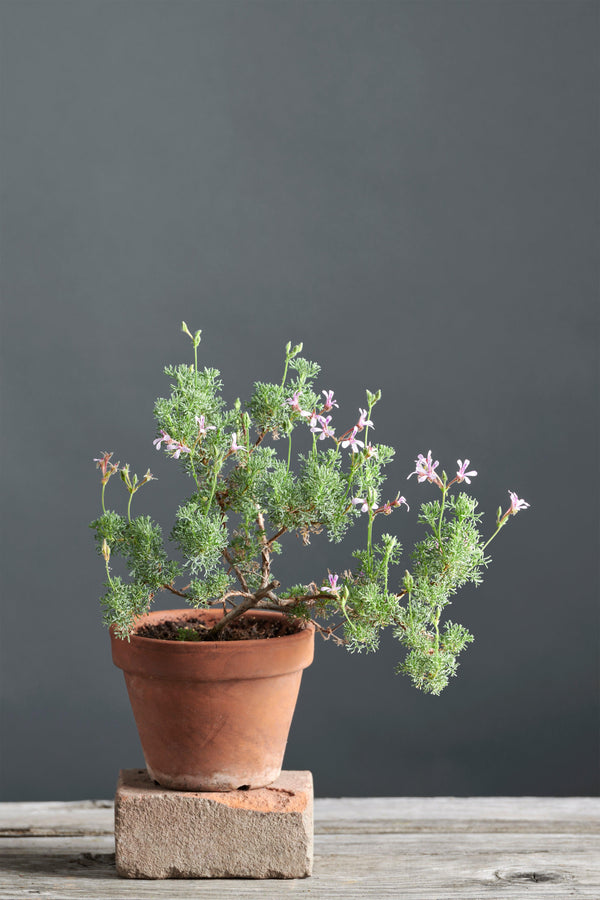 Pelargonium abrotanifolium: silver leaved geranium with pink flowers ...