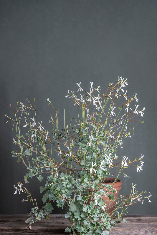Pelargonium acetosum white: geranio con incantevoli fiori bianchi, presentato con cura in un vaso di terracotta su un luminoso tavolo di legno.