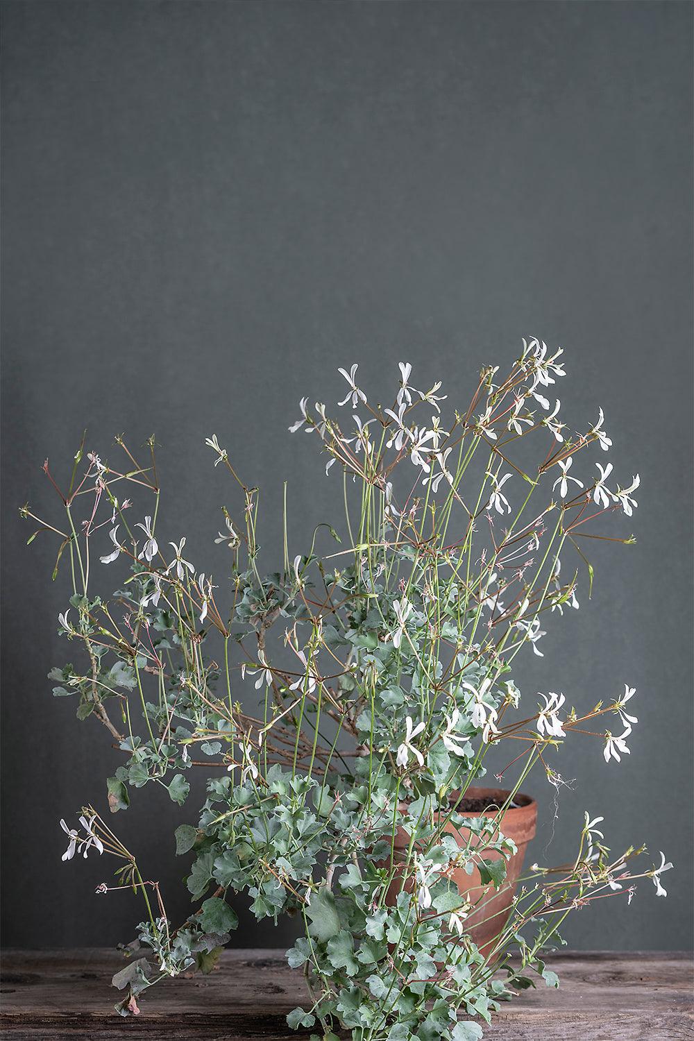 Pelargonium acetosum white: geranio con incantevoli fiori bianchi, presentato con cura in un vaso di terracotta su un luminoso tavolo di legno.