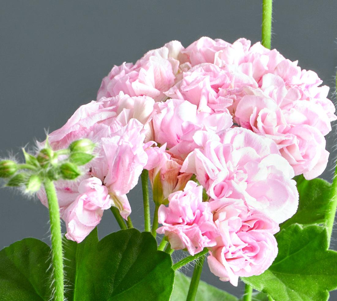 Macro incantevoli fiori rosa di Pelargonium 'Acheivment'.