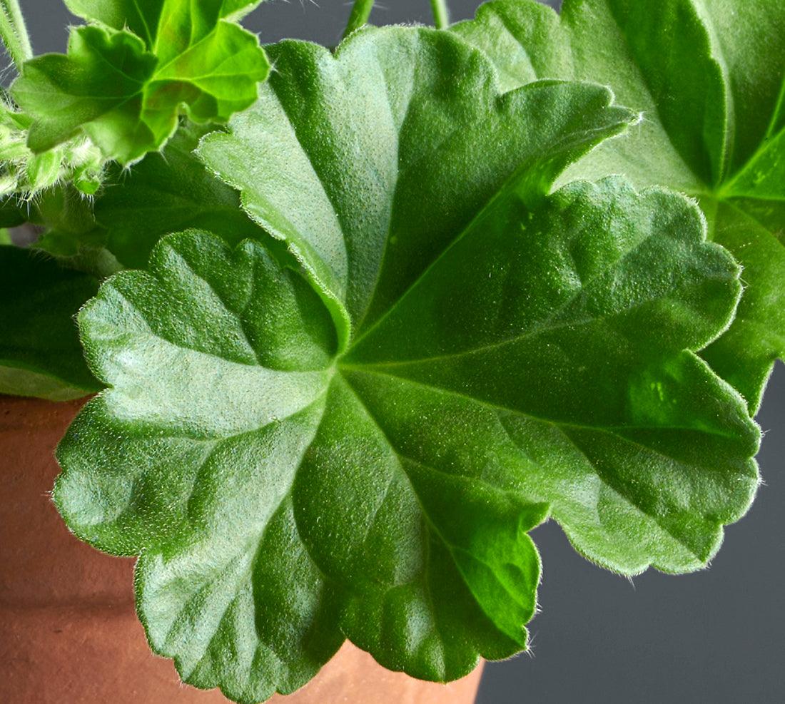 Macro foglie di Pelargonium 'Acheivment'.