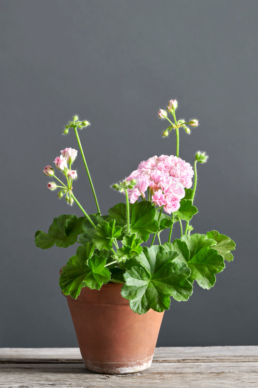 Pelargonium 'Acheivment': geranio con incantevoli fiori rosa, presentato con cura in un vaso di terracotta su un luminoso tavolo di legno.