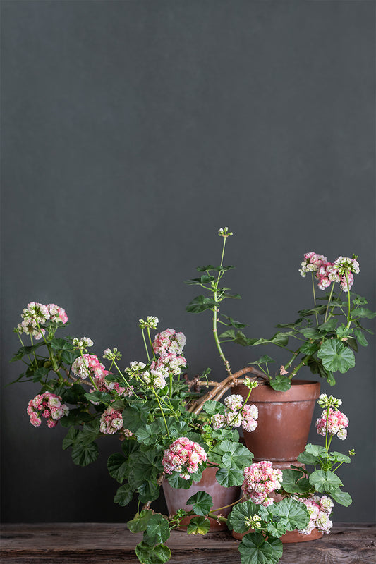 Pelargonium 'Appleblossom Rosebud': geranio con incantevoli fiori bianco rosa, presentato con cura in un vaso di terracotta su un luminoso tavolo di legno. 