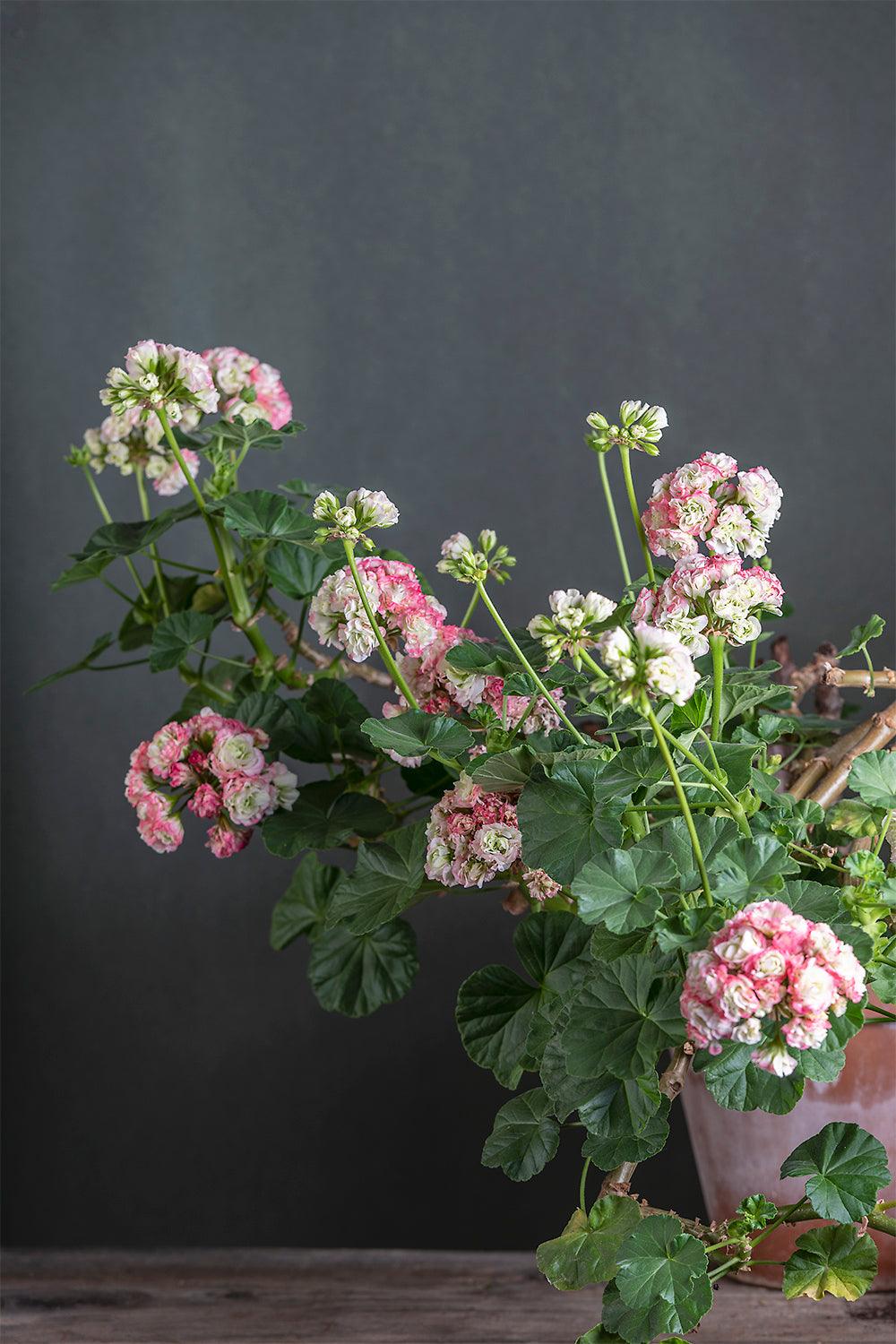 Pelargonium 'Appleblossom Rosebud': geranio con incantevoli fiori bianco rosa, presentato con cura in un vaso di terracotta su un luminoso tavolo di legno. 