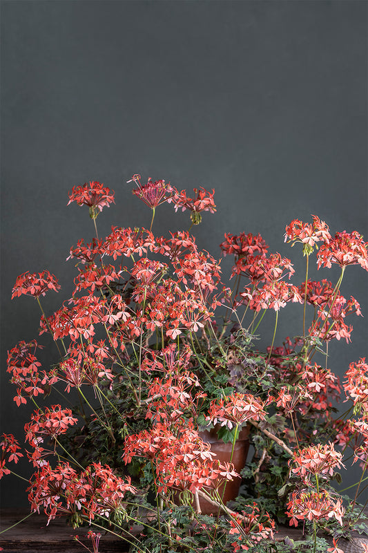 Pelargonium 'Apricot': geranio con incantevoli fiori albicocca, presentato con cura in un vaso di terracotta su un luminoso tavolo di legno. 