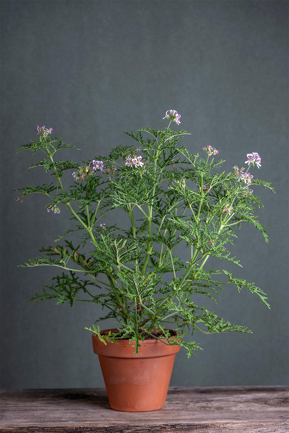 Pelargonium 'Birdbush Bobby': geranio con incantevoli fiori color bianco e fucsia, presentato con cura in un vaso di terracotta su un luminoso tavolo di legno.