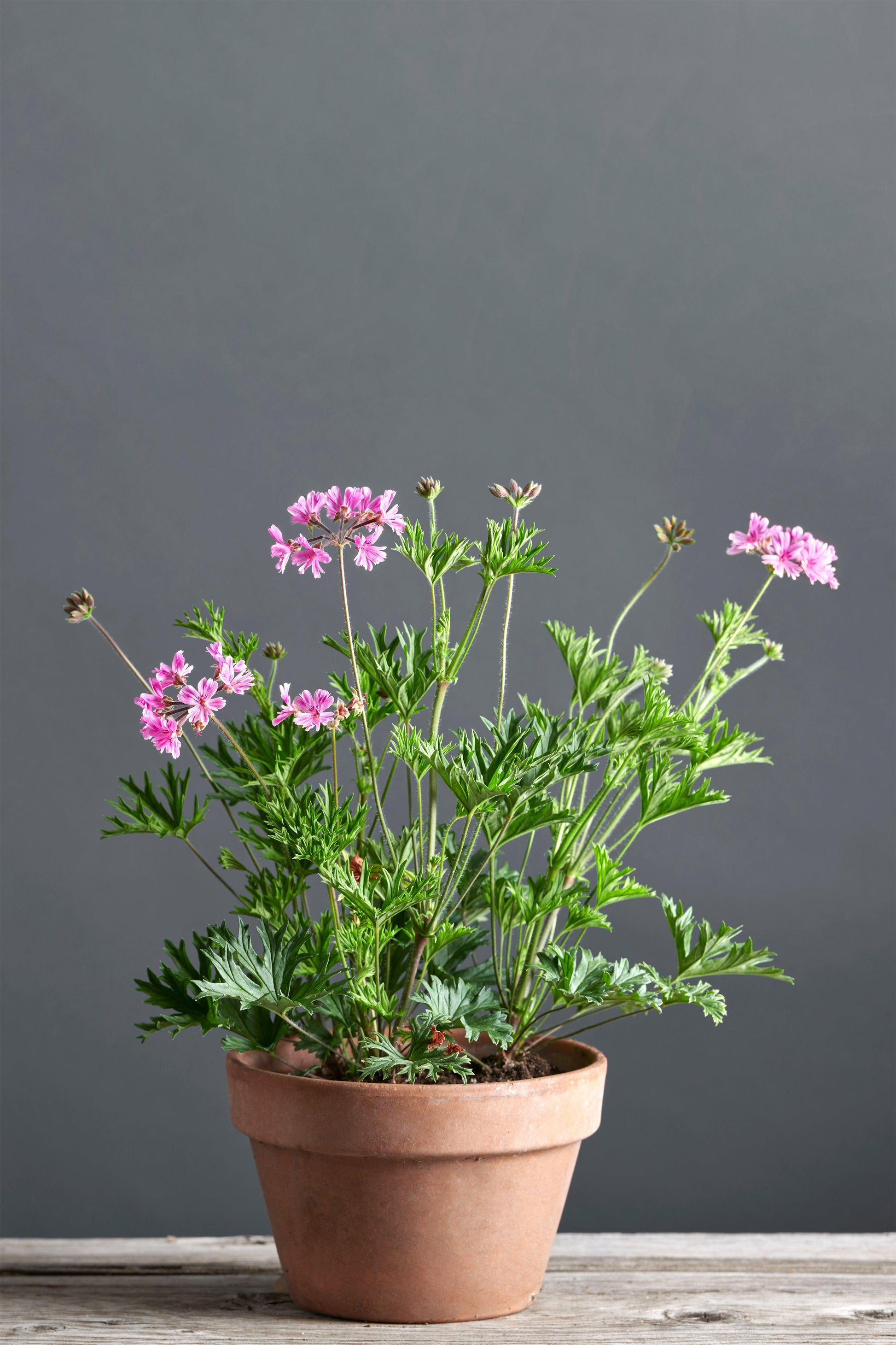 Pelargonium caffrum x 'Diana': geranio con incantevoli fiori rosa-fucsia, presentato con cura in un vaso di terracotta su un luminoso tavolo di legno. 