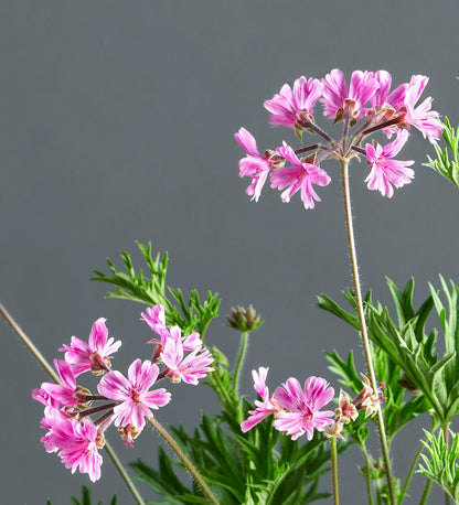 Macro incantevoli fiori rosa-fucsia di Pelargonium caffrum x 'Diana'.