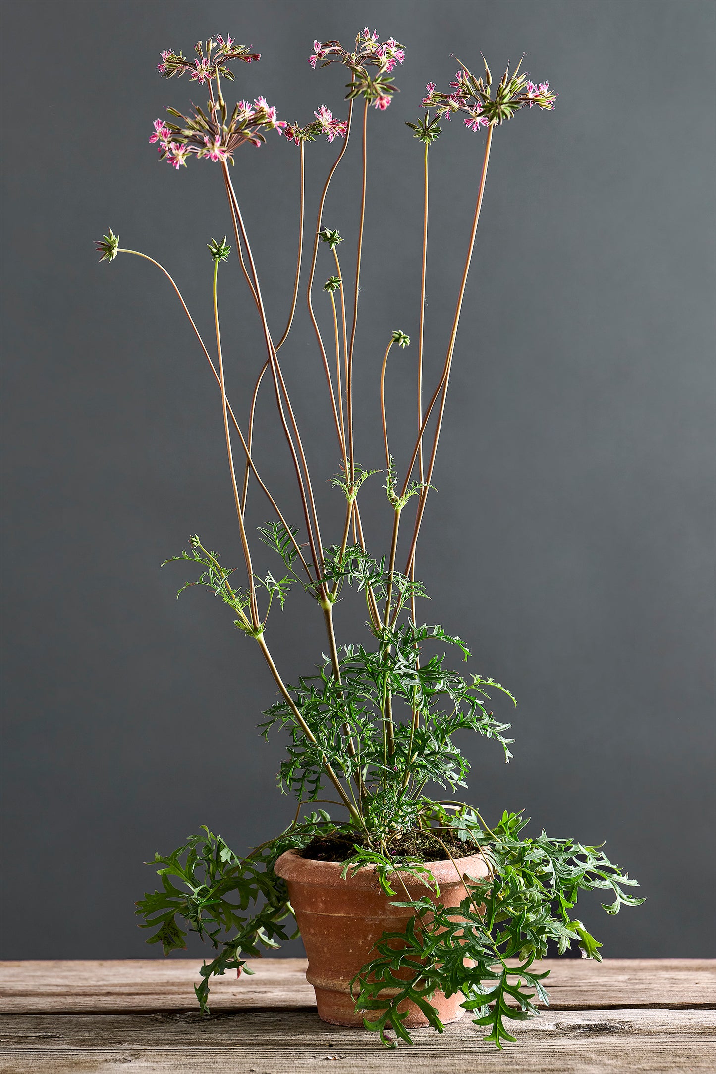 Pelargonium caffrum x 'Pedite': geranio con incantevoli fiori bordeaux, presentato con cura in un vaso di terracotta su un luminoso tavolo di legno. 