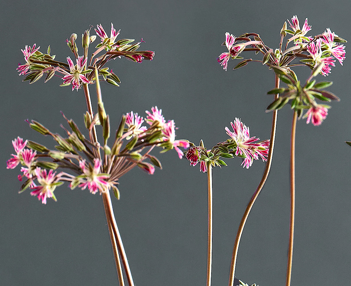 Macro incantevoli fiori di Pelargonium caffrum x 'Pedite'.