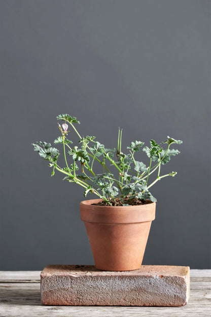 Pelargonium candicans: geranio con incantevoli fiori bianchi, presentato con cura in un vaso di terracotta su un luminoso tavolo di legno.