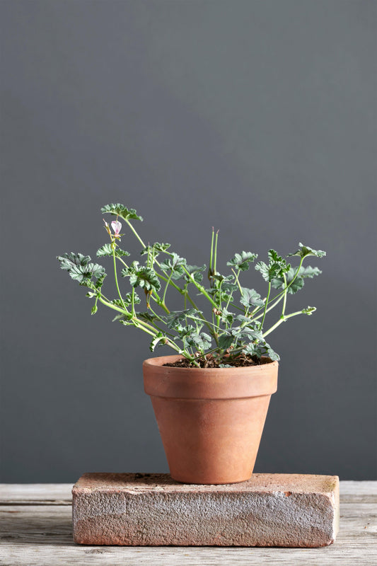 Pelargonium candicans: geranio con incantevoli fiori bianchi, presentato con cura in un vaso di terracotta su un luminoso tavolo di legno.