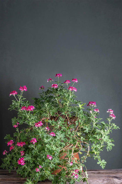 Pelargonium 'Capri': geranio con incantevoli fiori color rosa intenso, presentato con cura in un vaso di terracotta su un luminoso tavolo di legno.