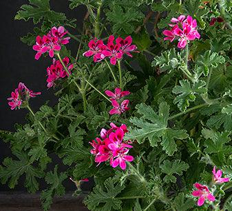 Macro fiori di Pelargonium 'Capri'