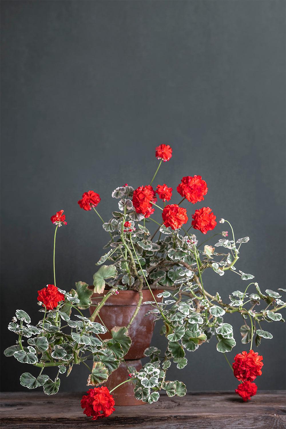 Pelargonium 'Caroline Schmidt': geranio con incantevoli fiori color rosso scarlatto, presentato con cura in un vaso di terracotta su un luminoso tavolo di legno.