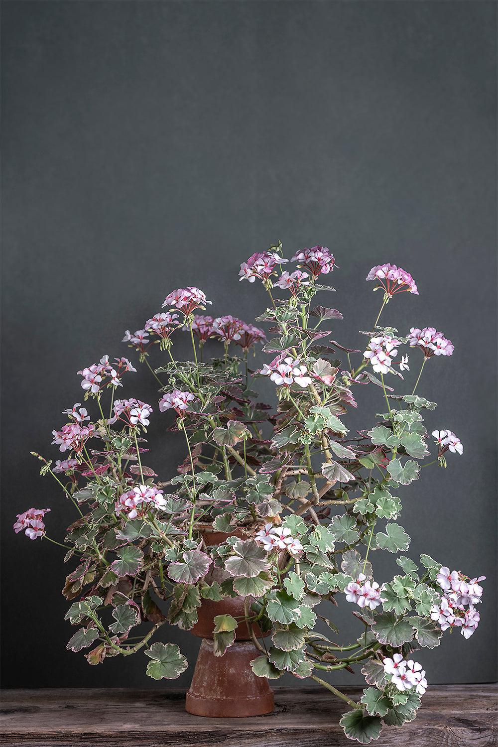 Pelargonium 'Cherry Maid': geranio con incantevoli fiori rosso-bianco, presentato con cura in un vaso di terracotta su un luminoso tavolo di legno.