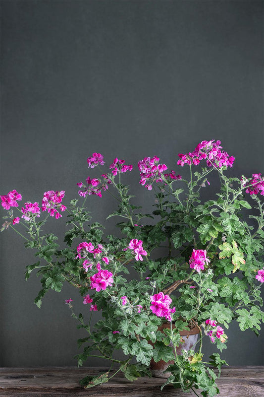 Pelargonium 'Clorinda': geranio con incantevoli fiori fucsia, presentato con cura in un vaso di terracotta su un luminoso tavolo di legno.