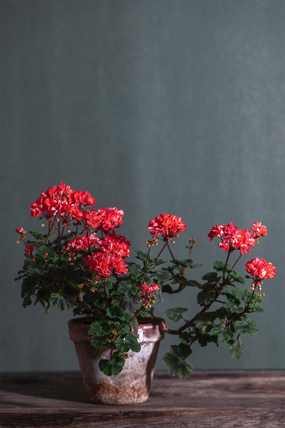 Pelargonium 'Colwell': geranio con incantevoli fiori color papaya, presentato con cura in un vaso di terracotta su un luminoso tavolo di legno.